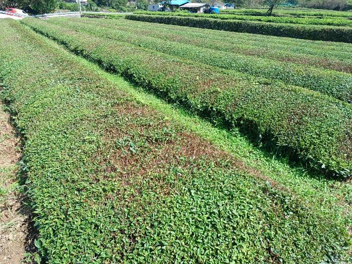 경남 하동군 화개면 정금리 1296-3 답 사진 4