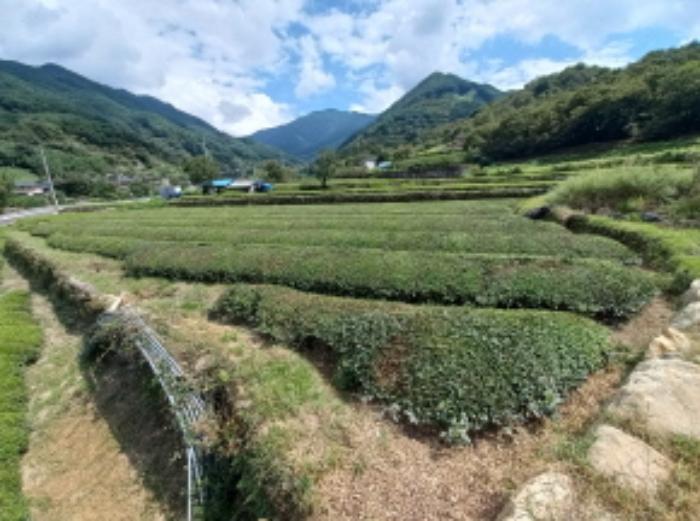 경상남도 하동군 화개면 정금리 1296-3 답 경매 사진 7
