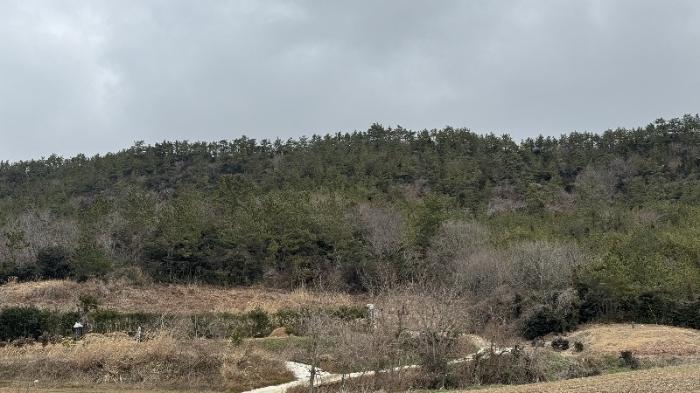 전라남도 신안군 안좌면 대우리 516 전 경매 사진 5