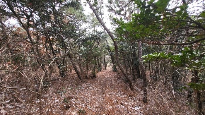 전라남도 신안군 안좌면 대우리 516 전 경매 사진 6