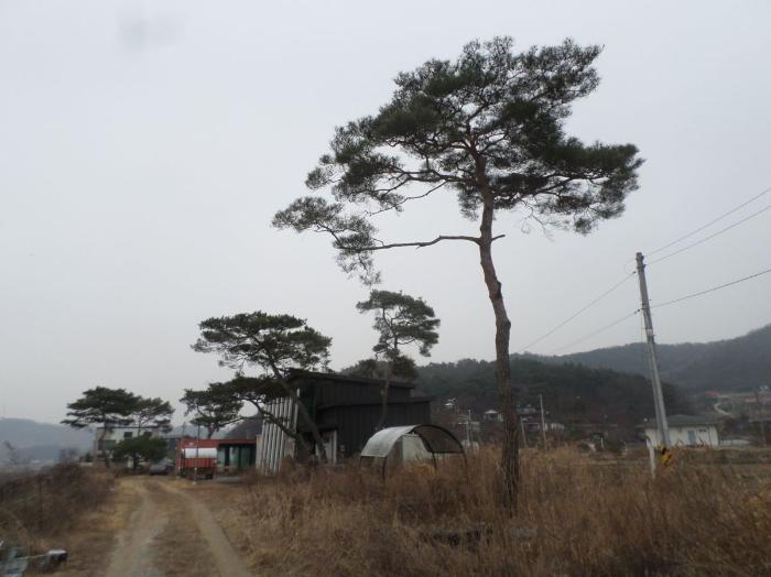 충청북도 충주시 앙성면 조천리 46-2 주택 경매 사진 6