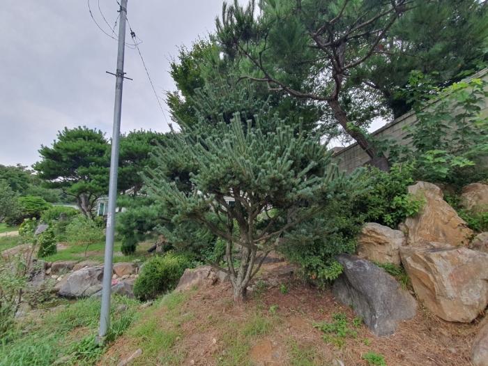 강원특별자치도 홍천군 서면 개야리 322-6 주택 경매 사진 4