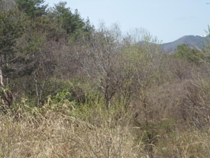 경상남도 밀양시 단장면 사연리 1063-2 답 경매 사진 4