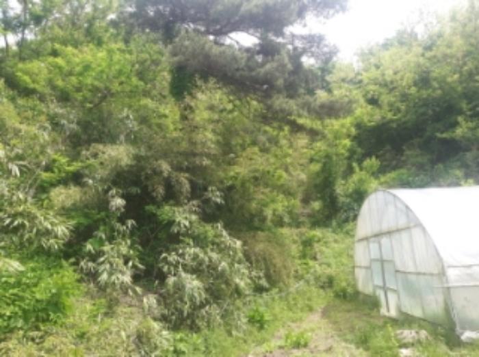 충청남도 당진시 면천면 죽동리 260-1 임야 경매 사진 5