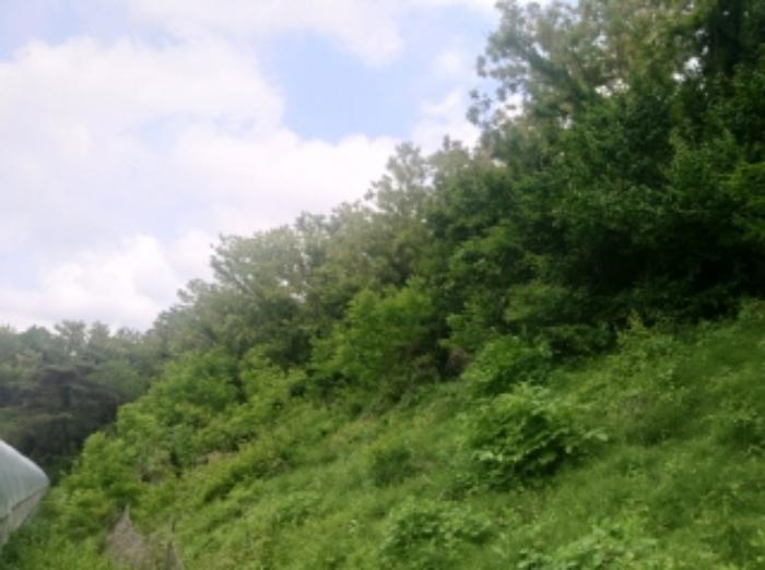 충청남도 당진시 면천면 죽동리 260-1 임야 경매 사진 8
