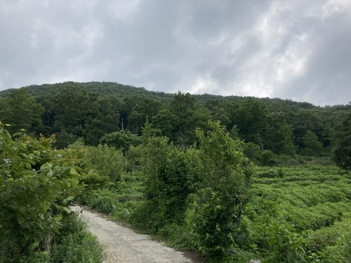 경상남도 김해시 대동면 덕산리 254-7 임야 경매 사진 5
