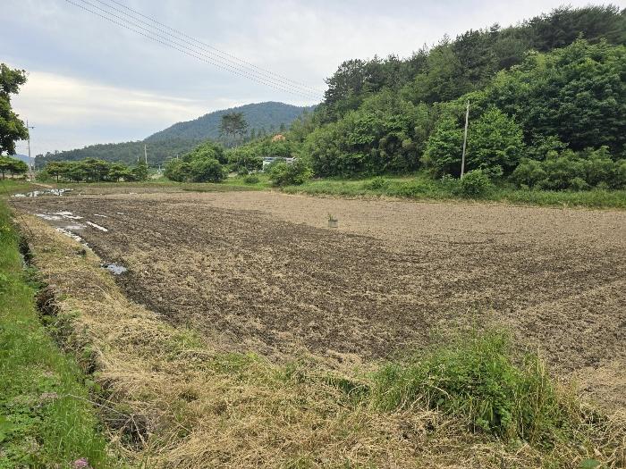 전라남도 장흥군 용산면 상발리 274 답 경매 사진 2