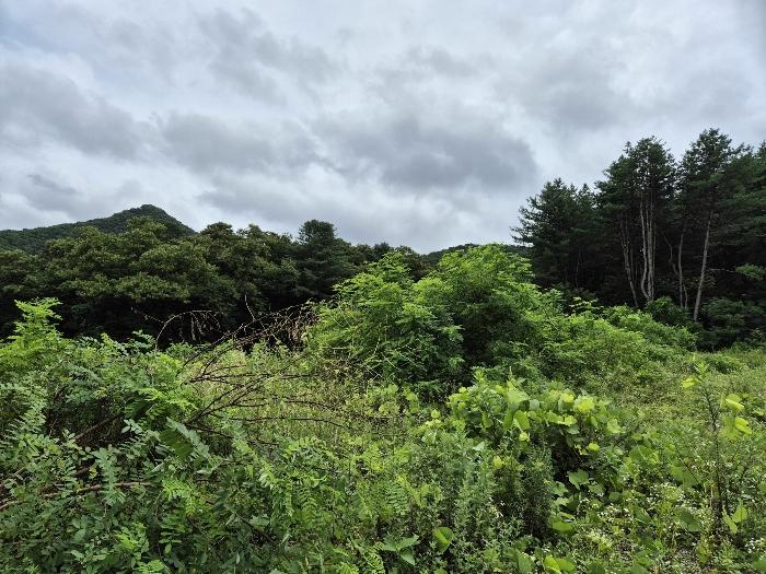경기도 연천군 연천읍 옥산리 400-7 임야 경매 사진 5