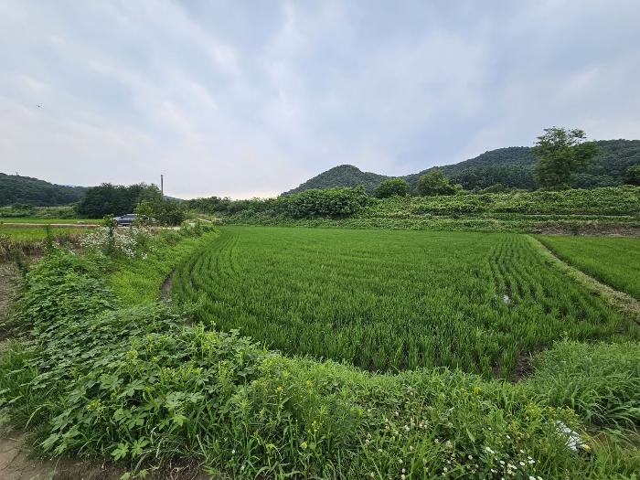 충청북도 충주시 앙성면 강천리 70-2 답 경매 사진 2