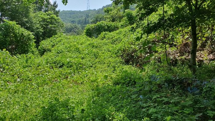 전라남도 광양시 봉강면 신룡리 산207 임야 경매 사진 16