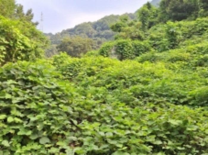 전라남도 광양시 봉강면 신룡리 산207 임야 경매 사진 35