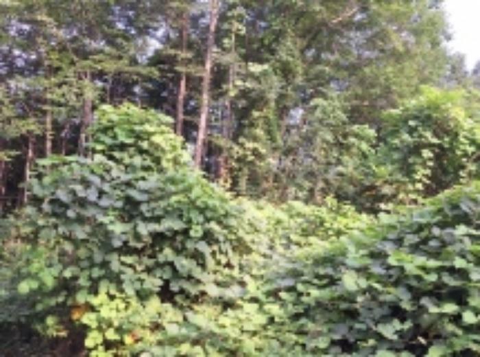 전라남도 광양시 봉강면 신룡리 산207 임야 경매 사진 36