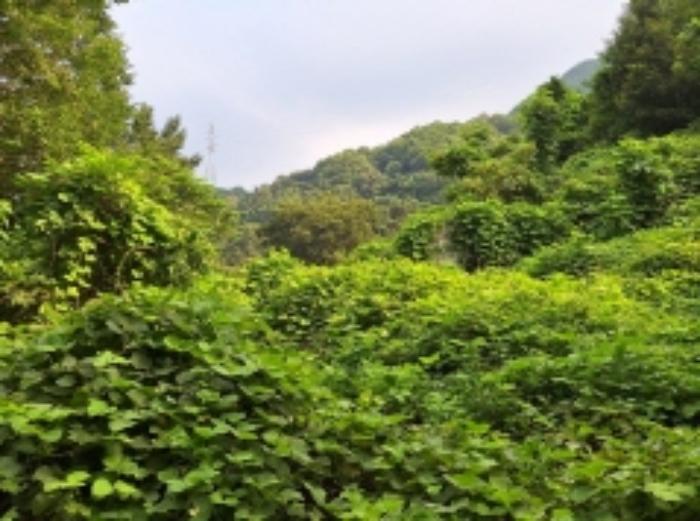 전라남도 광양시 봉강면 신룡리 산207 임야 경매 사진 37