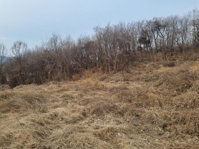 강원특별자치도 원주시 부론면 노림리 11-4 전 경매 사진 6