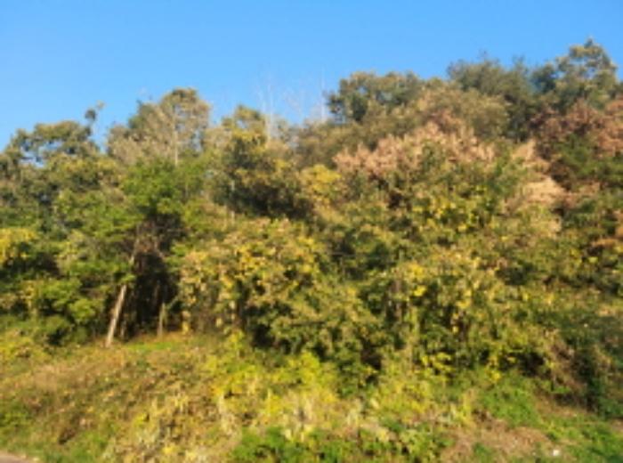 경상북도 포항시 남구 동해면 신정리 산24-4 임야 경매 사진 12