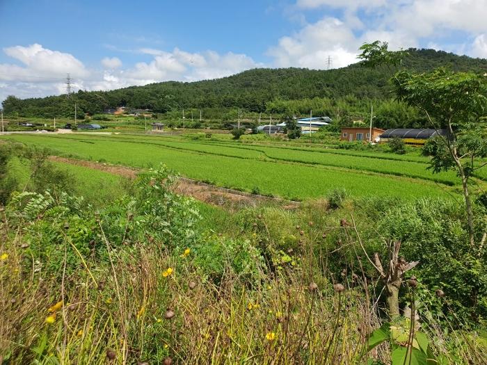 전라남도 영암군 학산면 독천리 118 답 경매 사진 12