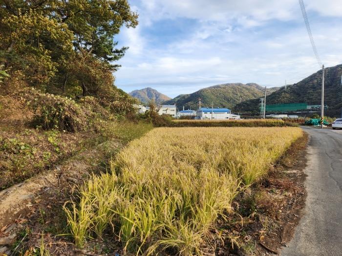 경상남도 함안군 칠원읍 무기리 703-3 답 경매 사진 1