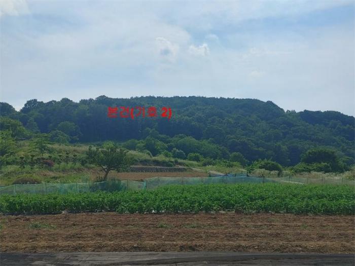 경상남도 합천군 삼가면 양전리 산38 임야 경매 사진 10