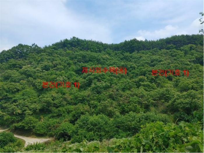 경상남도 합천군 삼가면 양전리 산38 임야 경매 사진 2