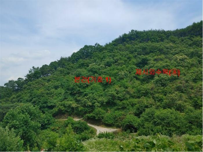 경상남도 합천군 삼가면 양전리 산38 임야 경매 사진 22
