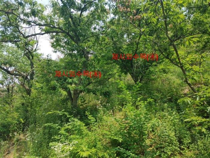 경상남도 합천군 삼가면 양전리 산38 임야 경매 사진 23
