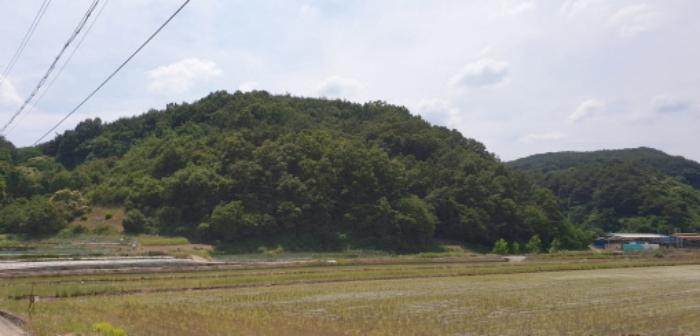 경상남도 합천군 삼가면 양전리 산38 임야 경매 사진 29