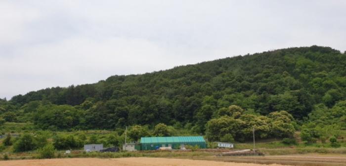 경상남도 합천군 삼가면 양전리 산38 임야 경매 사진 33