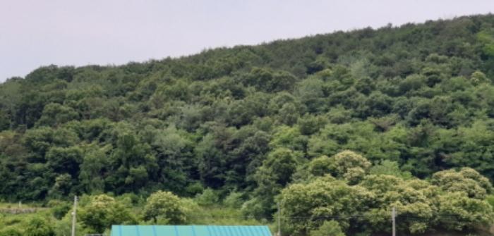 경상남도 합천군 삼가면 양전리 산38 임야 경매 사진 34