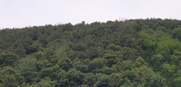 경상남도 합천군 삼가면 양전리 산38 임야 경매 사진 35