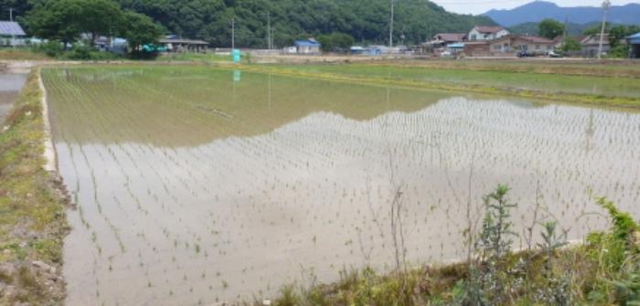 경상남도 합천군 삼가면 양전리 산38 임야 경매 사진 36