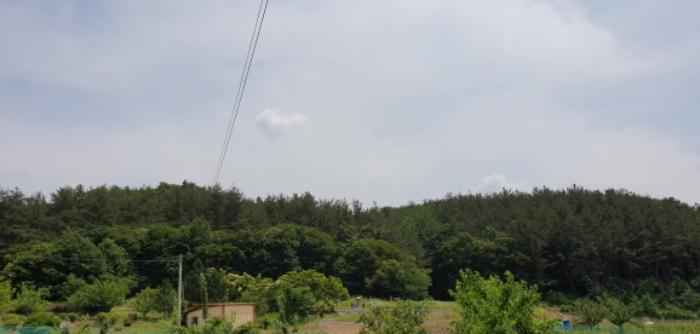 경상남도 합천군 삼가면 양전리 산38 임야 경매 사진 46