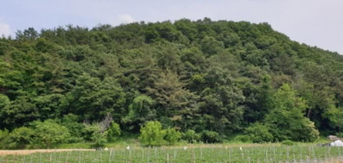경상남도 합천군 삼가면 양전리 산38 임야 경매 사진 47