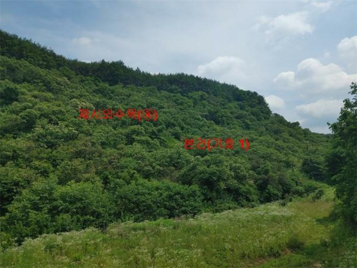 경상남도 합천군 삼가면 양전리 산38 임야 경매 사진 9