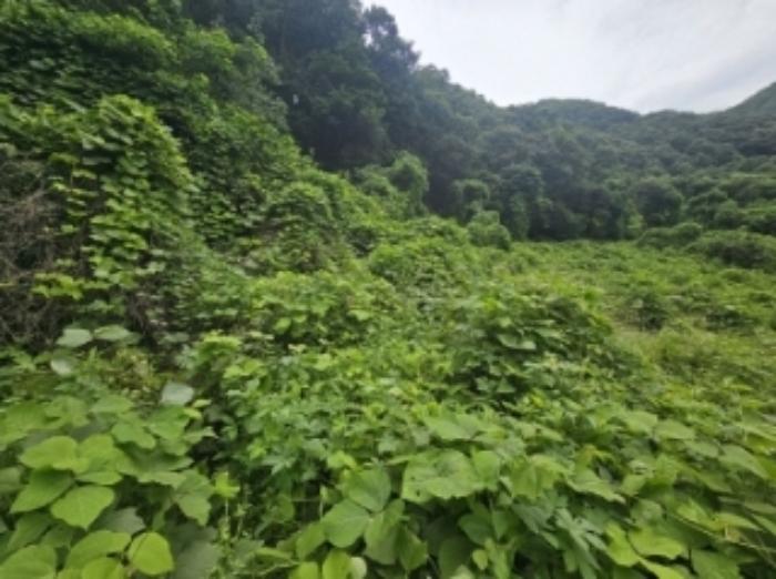충청북도 단양군 어상천면 율곡리 107 전 경매 사진 7