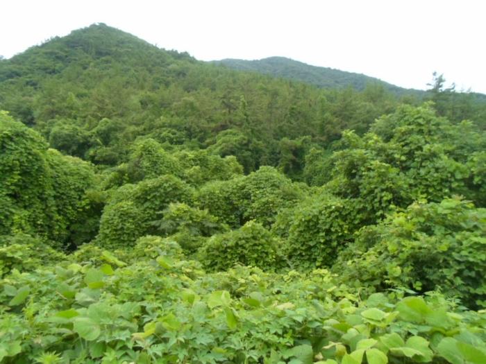 전라남도 해남군 화원면 영호리 산146-1 임야 경매 사진 3