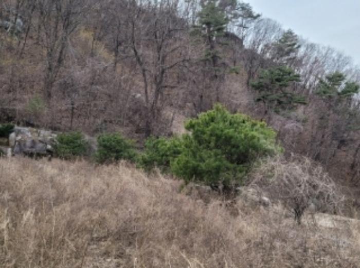 경상북도 영주시 봉현면 한천리 463-1 과수원 경매 사진 31