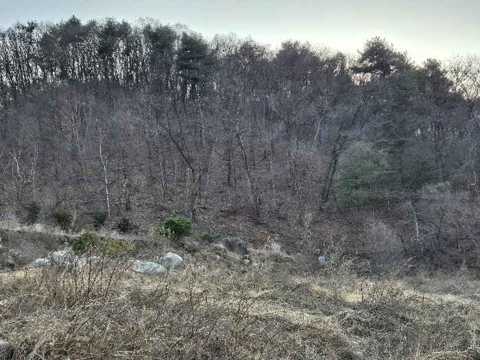 경상북도 영주시 봉현면 한천리 463-8 임야 경매 사진 13
