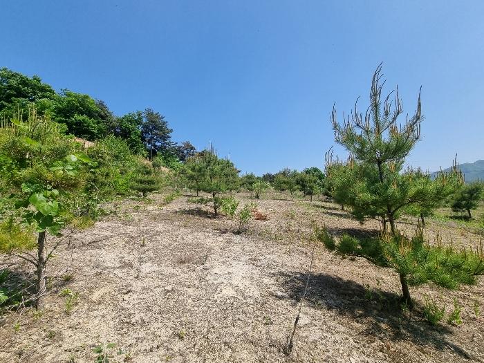 충청북도 충주시 앙성면 사미리 산20-2 임야 경매 사진 13