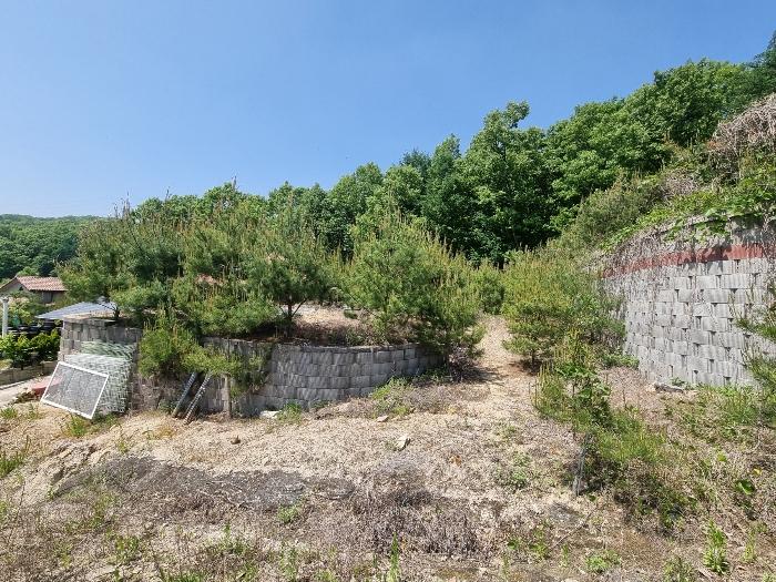 충청북도 충주시 앙성면 사미리 산20-2 임야 경매 사진 2