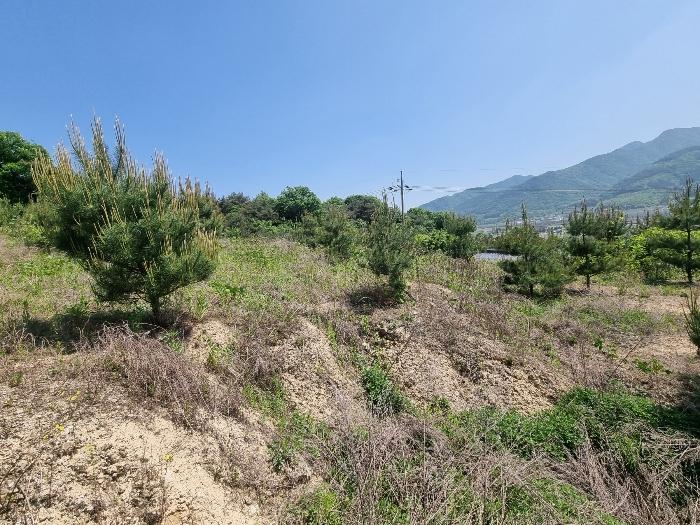충청북도 충주시 앙성면 사미리 산20-2 임야 경매 사진 5