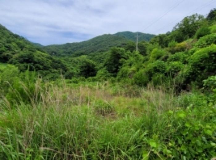 경상남도 하동군 화개면 부춘리 142-4 전 경매 사진 4
