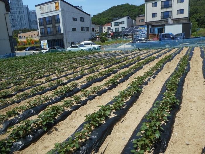 경상북도 안동시 풍천면 도양리 768-2 답 경매 사진 6