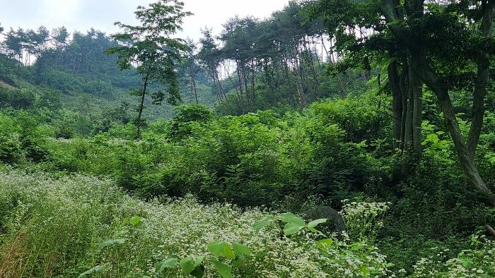 경상남도 거창군 고제면 농산리 31 주택 경매 사진 40