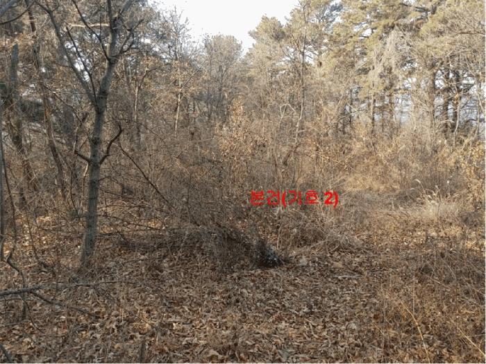 경상남도 합천군 묘산면 관기리 495-1 답 경매 사진 33