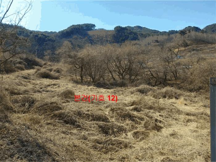 경상남도 합천군 묘산면 관기리 495-1 답 경매 사진 46