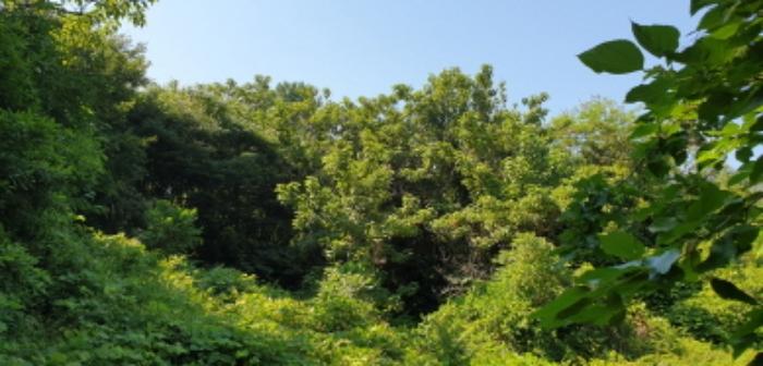 경상남도 합천군 묘산면 관기리 495-1 답 경매 사진 71