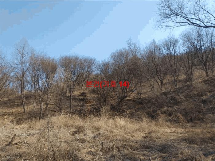 경상남도 합천군 묘산면 관기리 산85-3 임야 경매 사진 3