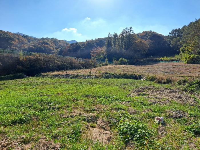 충청북도 제천시 봉양읍 마곡리 420 전 경매 사진 1