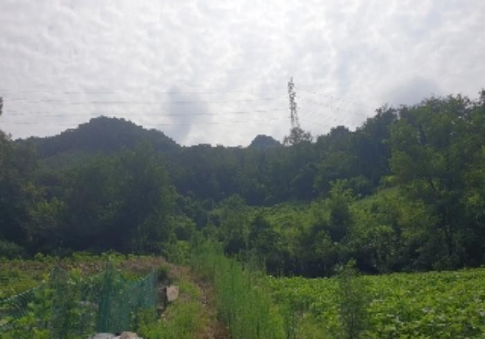 충청북도 충주시 살미면 향산리 588 전 경매 사진 4