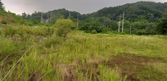 충청북도 영동군 용산면 구촌리 220-2 임야 경매 사진 2